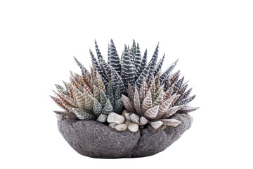 Stunning Haworthia Zebra Plant in Unique Stone Pot Low-Maintenance Succulent