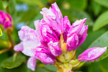 Fototapeta premium Bright and colorful pink buds of Rhododendron catawbiense with dew