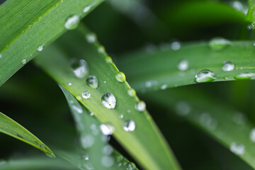 Macro photograph capturing fresh water droplets on green leaves
