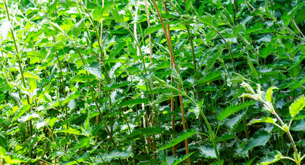 Close up of area of stinging nettles