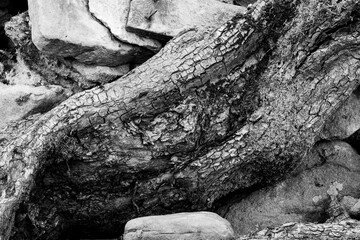 Close up of old trunk of Hawthorn tree against dry stone wall in black and white