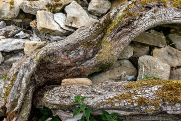 Close up of old trunk of Hawthorn tree against dry stone wall