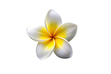 white frangipani flower plumeria alba with green isolated on white background,PNG