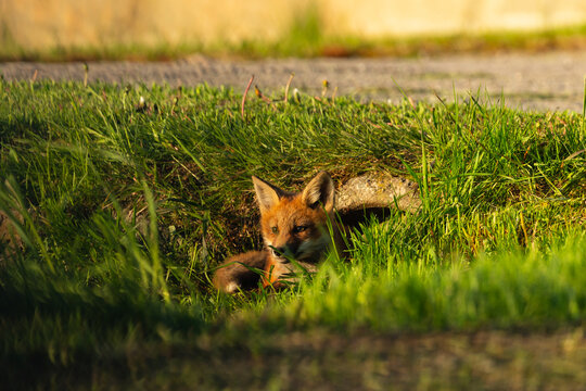 Cute red fox cub peeking out from the entrance of its den in road culvert during a golden hour early morning, Island of Orleans, Quebec, Canada
