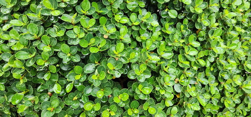 Circular ficus wet leaves after raindark green, round leaves with rounded tips. Ficus microcarpa L. is shrub with light brown trunk and branches. All parts of tree contain thick white latex. Green shr