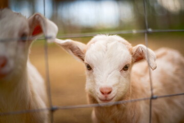 Obraz premium Young lamb