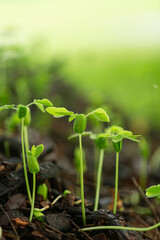 Small green seedlings in the rainy season,Young Plant Coffee tree rainy season,Seedlings that are planted and growing, in the rainy season on green blur background, Concept of global warming.