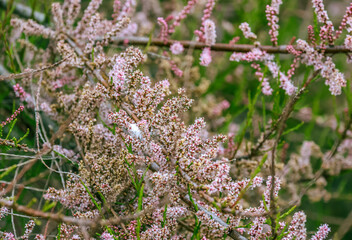 Obraz premium Tamarix ramosissima, commonly known as saltcedar, salt cedar, or tamarisk, is a deciduous arching shrub with reddish stems, feathery, pale green foliage, and characteristic small pink flowers. 