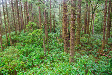 Rainforest in coastal Oregon