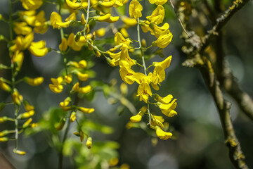 Laburnum anagyroides (syn. Cytisus laburnum), the common laburnum, golden chain or golden rain, is a species of flowering plant in the subfamily Faboideae.