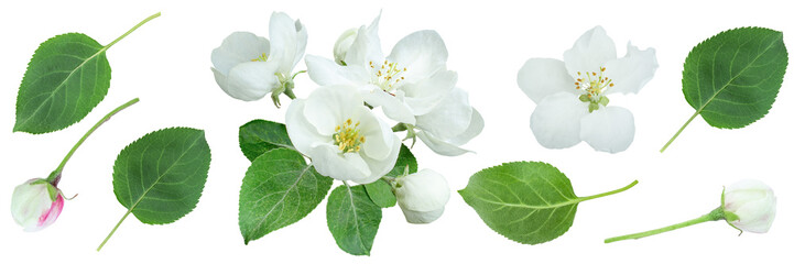 Fototapeta premium Apple tree flowers and green leaves isolated on transparent background. Banner.