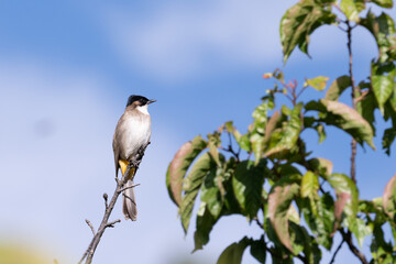 black capped kingfisher