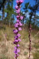 Obraz premium Purple Liatris flowers in North Florida nature
