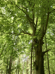 Panoramic view of a lush green forest with tall trees and sunny lighting
