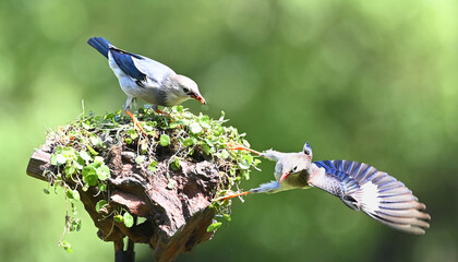 blue butterfly on a branch