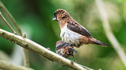 female house sparrow passer