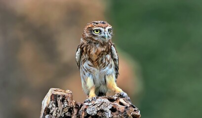 barn owl perched on branch