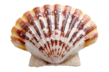 Stunning Close-Up of a Scallop Shell Detailed Texture and Vibrant Colors