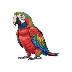 parrot on white background