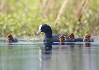 wild duck in the water