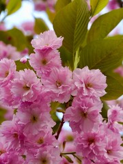 Flowers of Japanese cherry (Prunus serrulata), Cerasus Sato-zakura Group. Cultivar 'Kanzan', 'Sekiyama' or 'Kwanzan'. Flowers pink, double; young leaves bronze-coloured at first. Torino, Italy