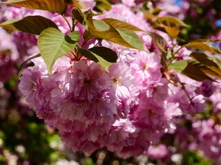 Flowers of Japanese cherry (Prunus serrulata), Cerasus Sato-zakura Group. Cultivar 'Kanzan', 'Sekiyama' or 'Kwanzan'. Flowers pink, double; young leaves bronze-coloured at first. Torino, Italy