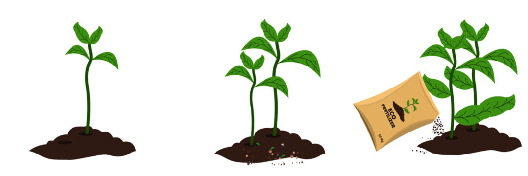 vector illustration Development of fertilized and unfertilized plants