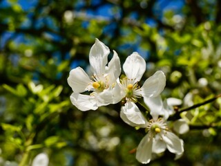 Spring flowers and past yield fruits of the trifoliate orange (Citrus trifoliata, syn. Poncirus...