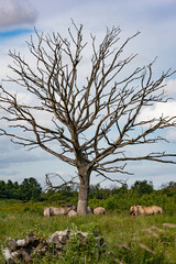 Wild Ponies beneath Dead Tree