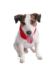 Cute Jack Russell Terrier dog with red bandana sitting on white background