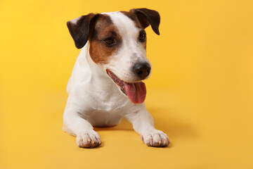 Cute Jack Russell Terrier dog on yellow background