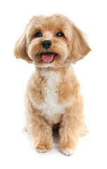 Cute Maltipoo dog on white background. Lovely pet