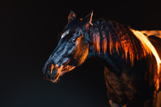 Beautiful paint horse in vivid orange and cyan, studio portrait on black background with dramatic lighting