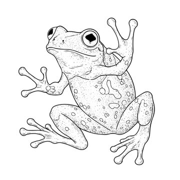 detailed black and white frog clip art preview