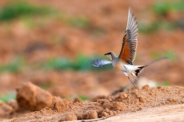 lilac breasted roller in flight