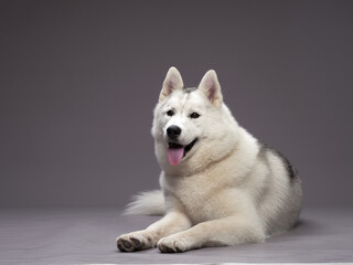 A Husky lies down in a studio with a gray background, looking content and relaxed. The dog's fluffy...