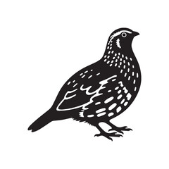 Barred buttonquail vector illustration Silhouette white Background. 