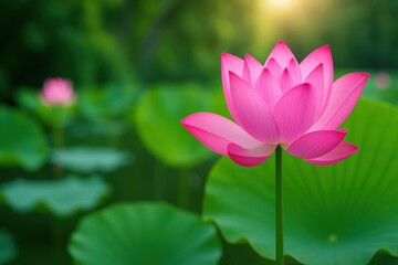 Obraz premium A vibrant pink lotus flower blooms gracefully amidst lush green leaves, symbolizing beauty and tranquility in nature.