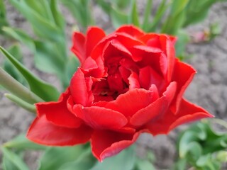the red tulip. wonderful spring flower close-up