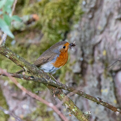 Robin Gathering Insects