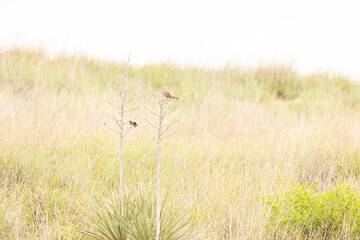 plants and cactus from kansas dessert