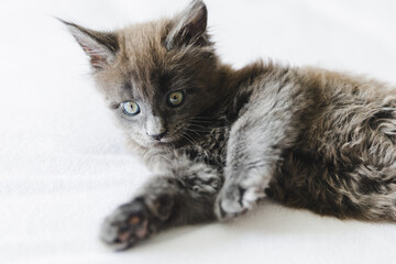 Maine Coon kitten 2 months. Portrait of a beautiful kitten. Blue solid Maine Coon.