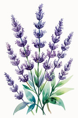 lavender flowers on white background