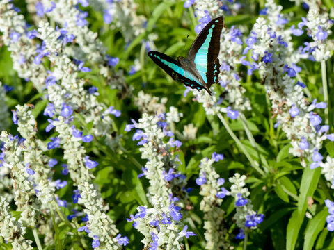 Beautiful Blue Triangle Butterfly flying amongst blue flowers and green leaves