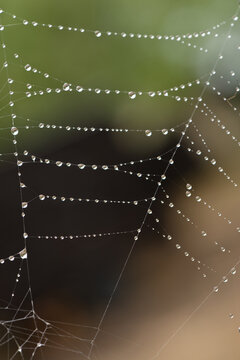 spiders web after the rain