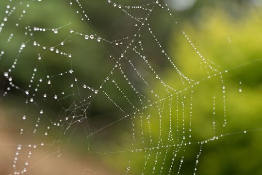 spiders web after the rain