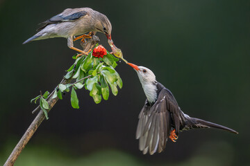 black capped kingfisher