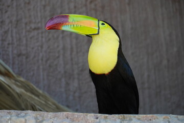toucan on a branch © Anmer