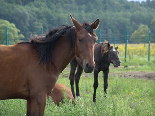 Fototapeta premium Chestnut mare with dark foal in green pasture, flowing mane in motion, rural farm setting with fence, trees, mother and baby horses, equine family livestock scene.