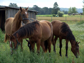Three brown horses graze in a lush green field next to a rustic wooden shelter, under an overcast...